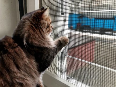 москитные сетки антикошка